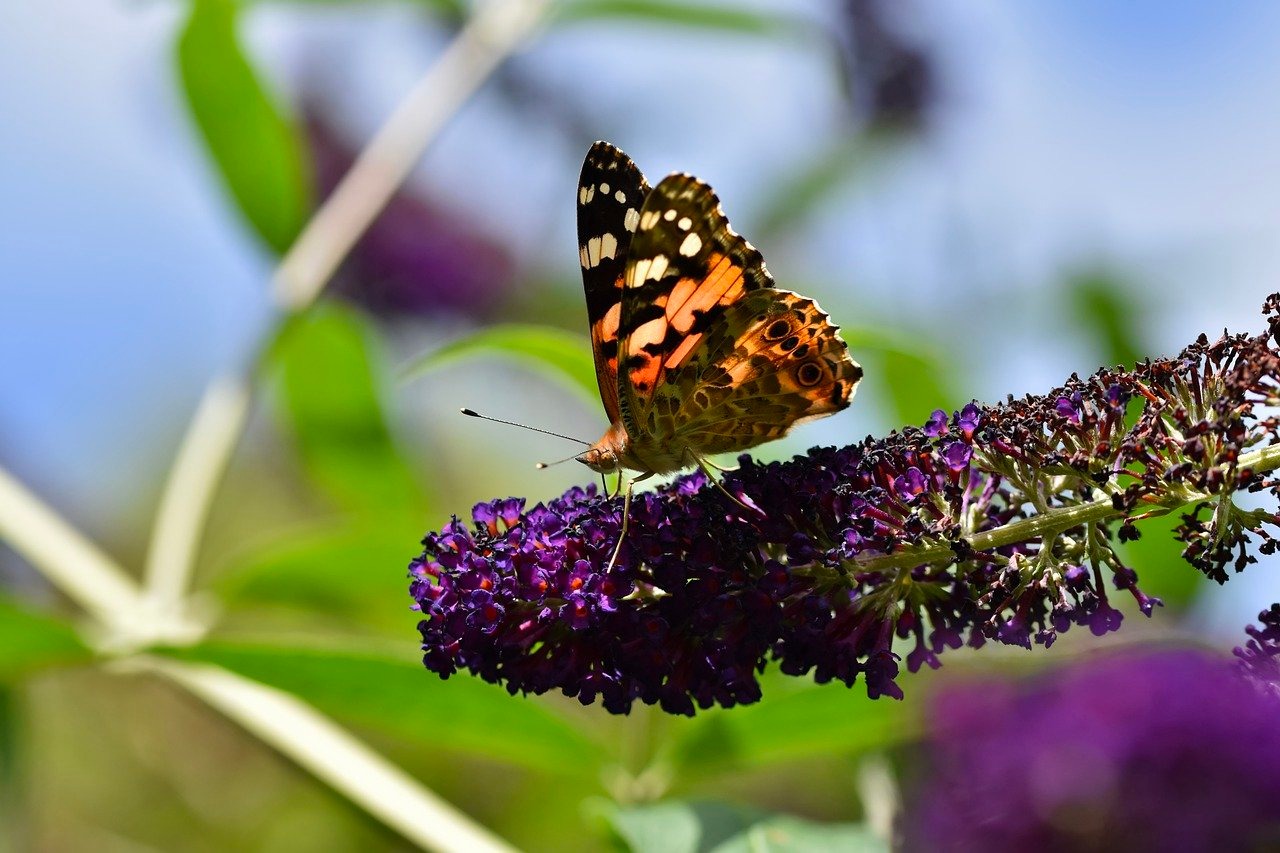 Emerald trail Butterfly