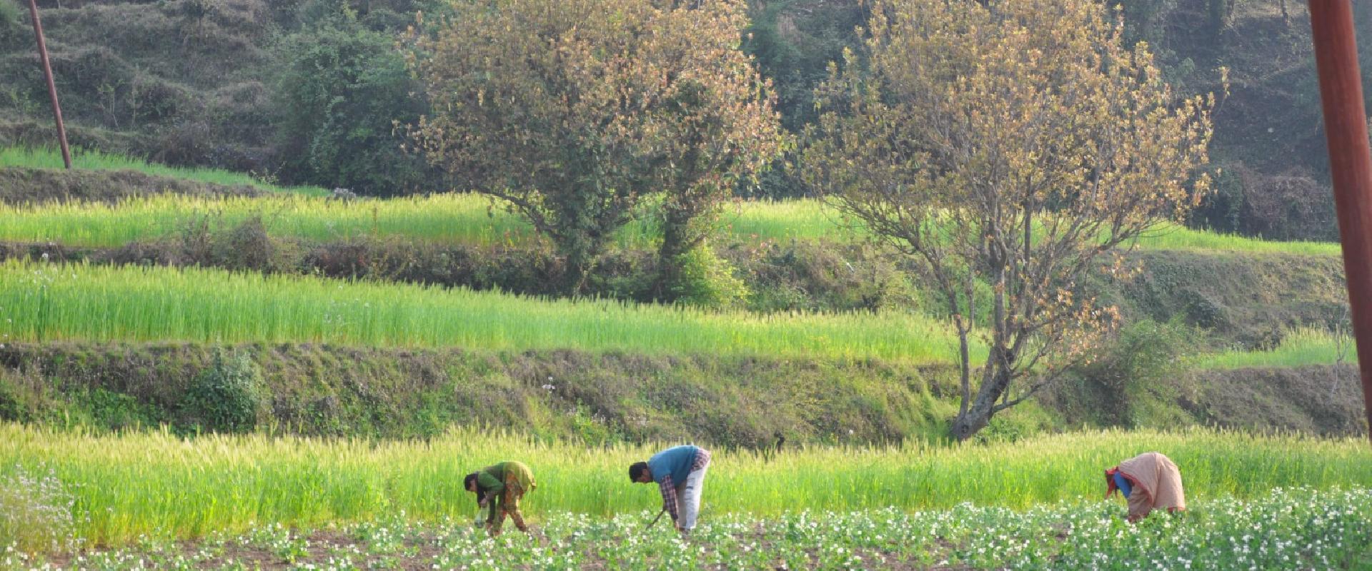 Organic food destination - emerald trail