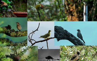 Watching Birds @ emerald trail