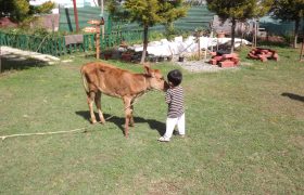 Emerald trail Pet Friendly Resort, Bhimtal