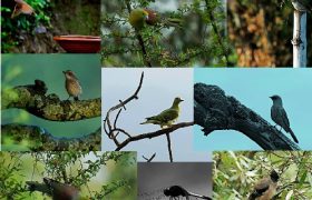 birds at emerald trail, bhimtal